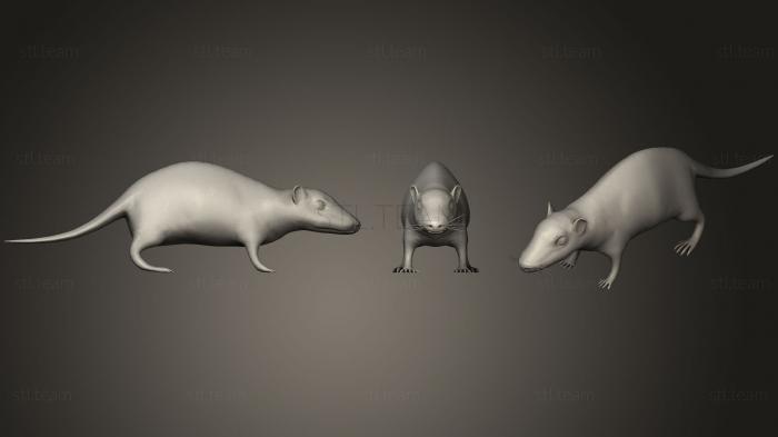 3D model Brown Rat (STL)